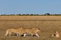 137 Okavango Delta, leeuwen